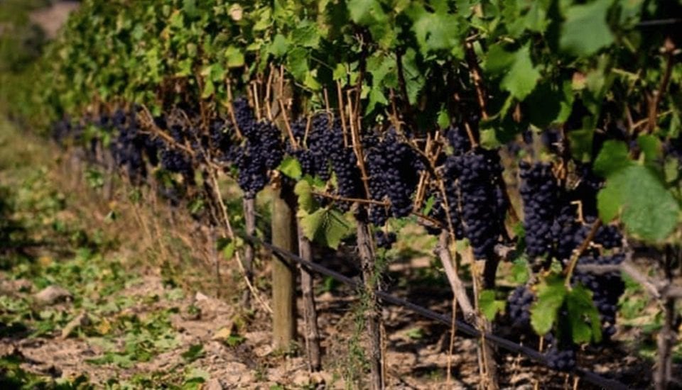 ILGW I Love Great Wines Grape fields bodega in Lleida, Spain