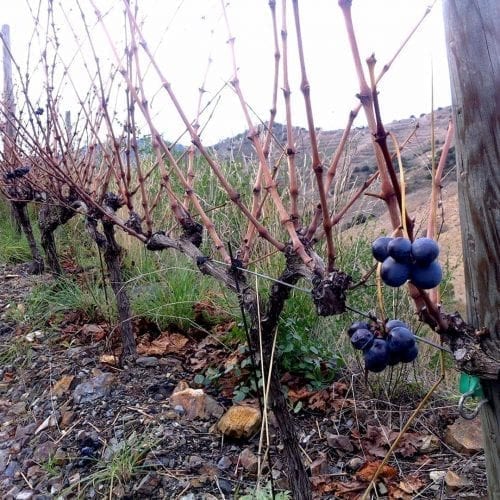 Da paso a un nuevo otoño en los Viñedos Ecológicos de Ca l'Apotecari de Porrera España Vino tinto 'Los Peres' y 'Les Eres' Edición Limitada Triaca