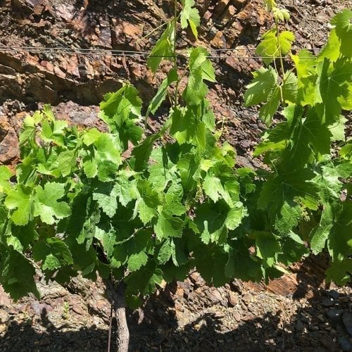 Nieuw blad groeit tegen alle verwachtingen in op de Ecologische Wijngaarden van Ca l'Apotecari de Porrera Spanje 'Los Peres' en 'Les Eres' rode wijn Limited Edition Triaca