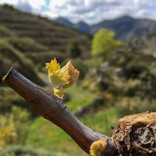 Old woods start sprouting Ecologic vineyard Ca l’Apotecari de Porrera Spain Vineyard 'Los Peres' and ‘Les Eres’ red wine Limited Edition Triaca