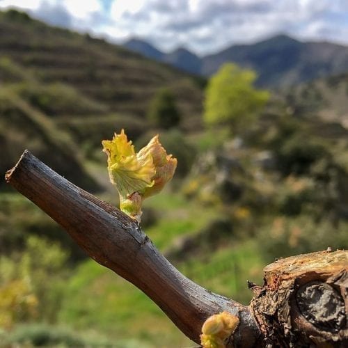 Viejas ramas empiezan a brotar en los viñedos ecológicos de Ca l'Apotecari de Porrera España Vino tinto 'Los Peres' y 'Les Eres' Edición Limitada Triaca