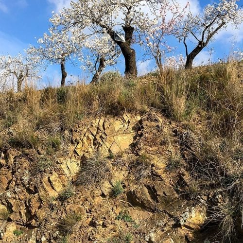 Spring always ends up showing up Ecologic Vineyard Ca l’Apotecari de Porrera Spain Vineyard'Los Peres’ and ‘Les Eres’ red wine Limited Edition Triaca