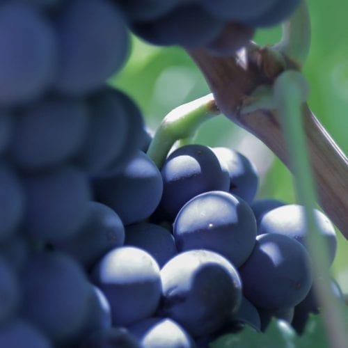 Ecológico Ca l'Apotecari de Porrera España Viñedo los "Perers" y "Les Eres" vino tinto Edición Limitada Triaca Los generosos resultados hacen que todo valga la pena en Ecologis