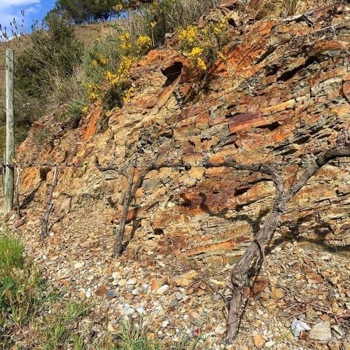 Las cepas excavan sus raíces en las rocas para recoger nutrientes en los Viñedos Ecológicos de Ca l'Apotecari de Porrera España Vino tinto 'Los Peres' y 'Les Eres' Edición Limitada Triaca