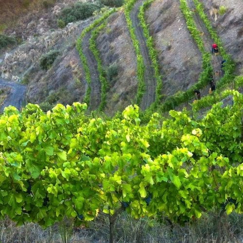 Wine grape harvest time comes Ecologic Vineyard Ca l’Apotecari de Porrera Spain Vineyard 'Los Peres' and ‘Les Eres’ red wine Limited Edition Triaca