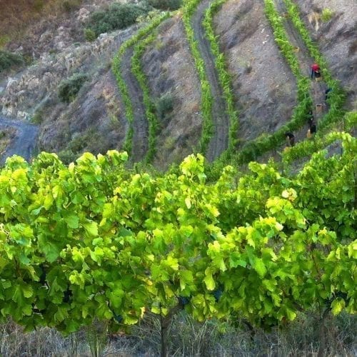 Momento de la vendimia en la Viña Ecológica de Ca l'Apotecari de Porrera España Vino tinto 'Los Peres' y 'Les Eres' Edición Limitada Triaca