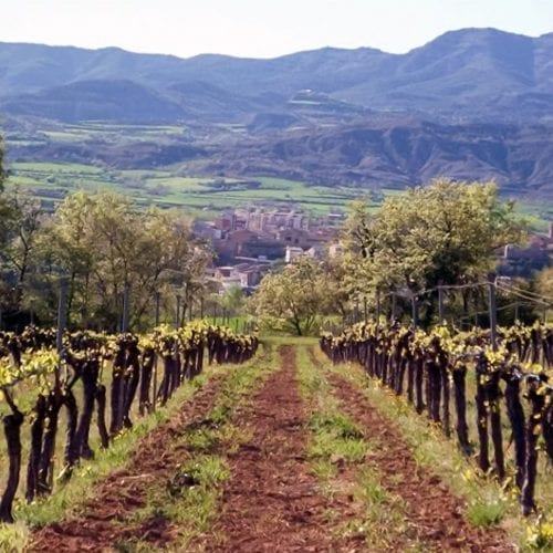 Winery Vila Corona Bodega Winery Fields view at Vilamitjana. I Love Great Wines Spanish Wine Specialist, Traditional, Sustainable, Ecological