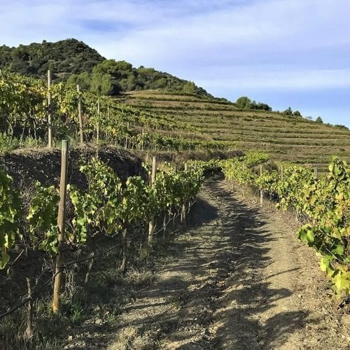 DOQ Priorat, Wijngaard, Bodegas Toto Marques