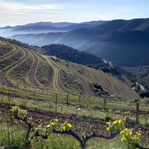 Prades, Vineyard 950, Bodegas Toto Marques