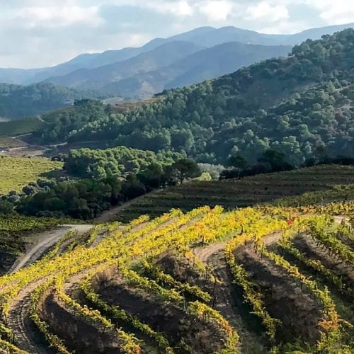 Prades, Vineyard, Bodegas Toto Marques